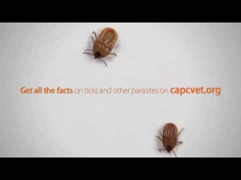 Parasite Myth: Cats Don’t Get Ticks