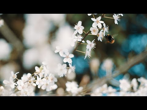 Springtime Blossom & Flowers in My Cotswold Cottage Garden - Spring 2023