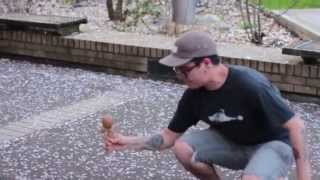 Urban Forest Edit 102