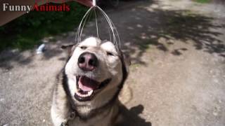 Funny Dogs Compilation - Scratching and Massager Dog