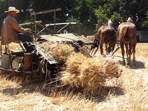 roger owen's horses pulling reaper.AVI