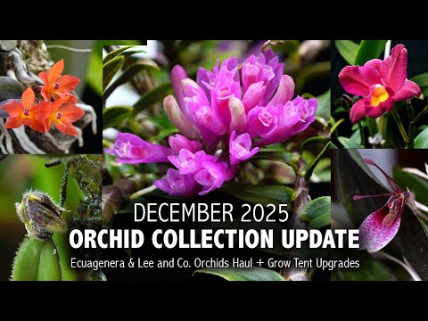 "What's in Bloom" Orchid Collection Update - December 2025 | NEW Plants from Hawaii & Ecuador!