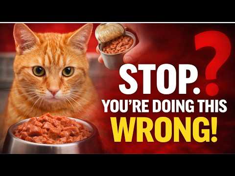 Are You Feeding Your Cat Wet Food Wrong? What Vets Say