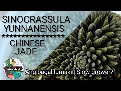 , title : '85/100 Chinese Jade Sinocrassula Yunnanensis Black Succulent || Bakit ang bagal lumaki?