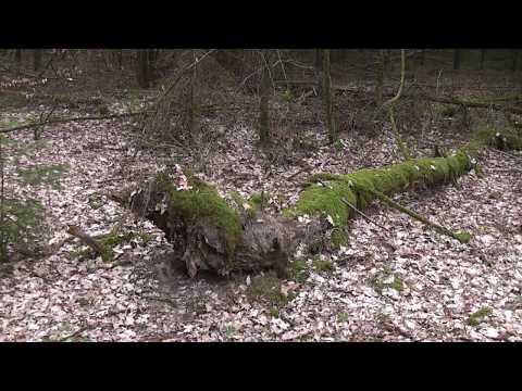 Rare Plek in het Bos gevonden