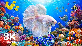 Beautiful Underwater Scenery 8K 🐠 Calming Aquarium for Deep Sleep
