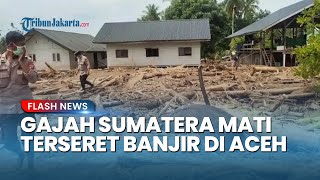 Aneh tapi Nyata! Warga Kaget Ada Gajah Sumatera Mati Terjepit Kayu dan Terseret Banjir di Aceh