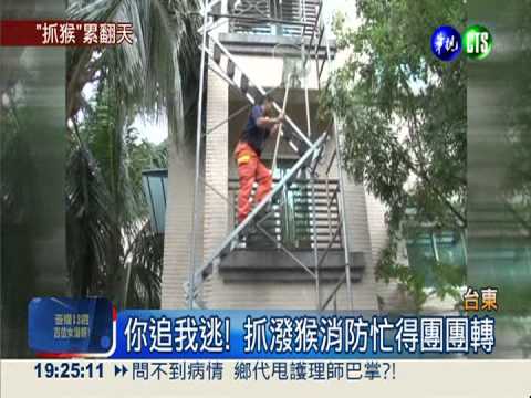 潑猴大鬧民宅 消防"抓猴"忙翻天!