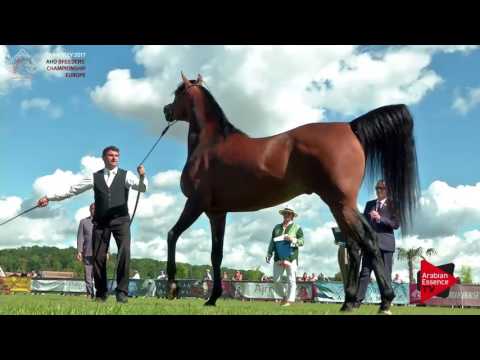N.84 F TAYYAR IBN AL LAHAB - Chantilly 2017 European BC - 7 Years Old and Older Stallions (Class 9)
