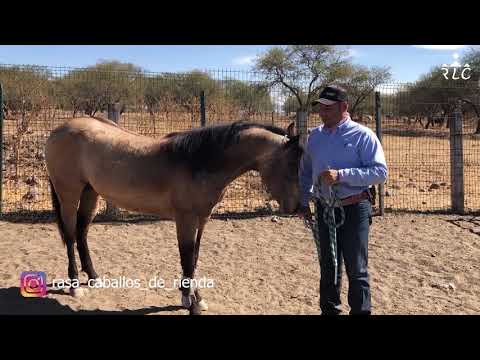 THE ROAD TO FUTURITY VIP - Chapter 2 (Part 2)