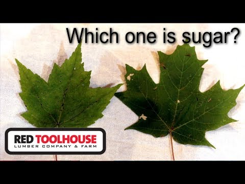 image-How do you tell the difference between a sugar maple and a red maple?