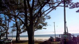 preview picture of video 'Live Oak Tree Pruning on Beach Blvd, Bay St. Louis, MS'