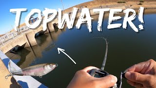 Surprising Catch!! | Delta Mendota Canal is Hot! | CA Aqueduct Fall Fishing | Iu Mien Fishing