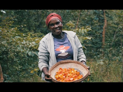 The Miombo Belt Regeneration Program