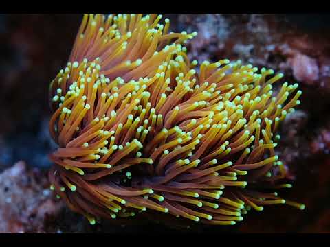Corals in full spectrum with ReeFi Uno 2.0 Pro LED lights