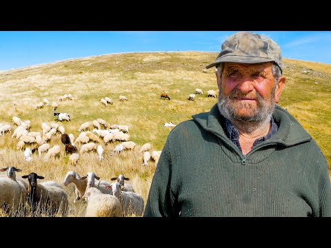, title : 'Ο μοναχικός βοσκός και το κοπάδι του |  Ένας ήρωας του βουνού | Greek Village Life'