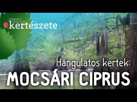 Hangulatos kertek: Mocsári ciprus - Taxodium distichum - Megyeri Szabolcs Kertészet Szeged