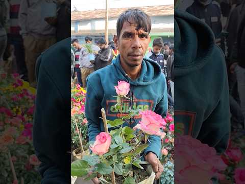 Rose ID Zumelia with Price #shorts #price