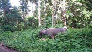 preview picture of video 'water Buffalo on Karkar Island, Papua New Guinea'