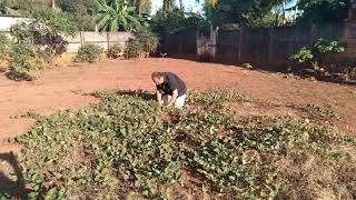 não plantei apenas nasceu e hoje estou colhendo