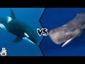KILLER WHALE VS SPERM WHALE - Who would win this battle of titans?
