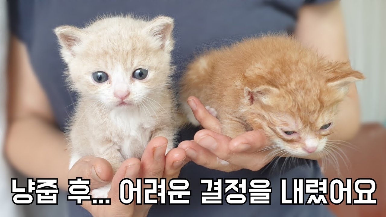 죽을 힘을 다해 쫓아오던 새끼고양이들 이야기..2편 /간택,냥줍