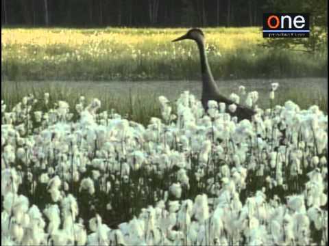 JAMSHIED SHARIFI - Prayer for the soul of Layla.avi