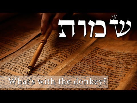Parashat Shemot - What's with the donkey? - Rabbi Alon Anava