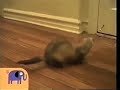 Noggin Nick Jr Critter Corner Ferrets 2003 2009 2009 2012 HQ