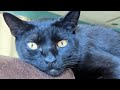 Dog Person Brings Home A Cat And Discovers He S Actually Smart