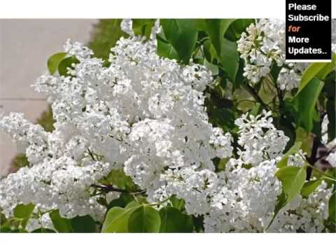 image-How big do white lilac trees get?