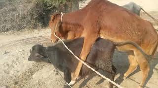cow buffalo mating
