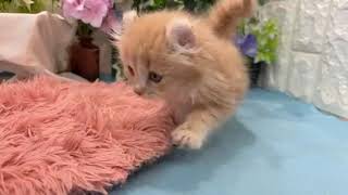 キンカローの動画01