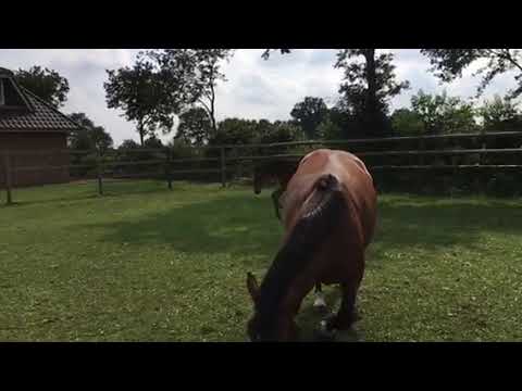 Stutfohlen von Quibery