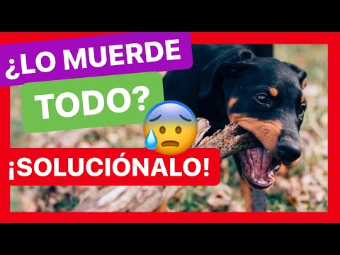 5 TRICKS to TEACH HIM NOT TO BITE 😱 [100% EFFECTIVE ✅] ► MY DOG BITES ME 🆘
