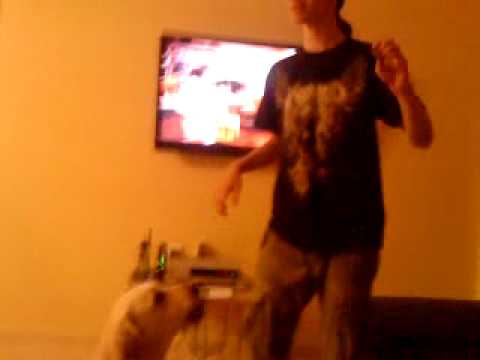 A cute dog is been abused