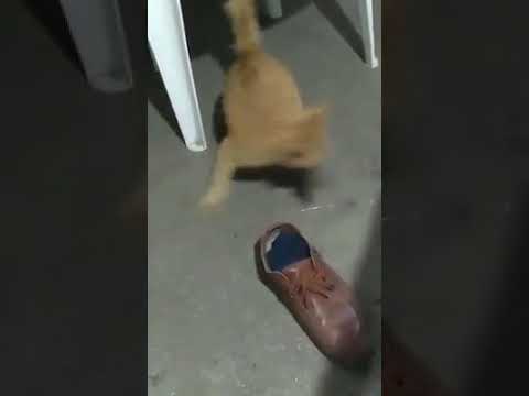 Funny Rat with cat