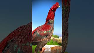 Download lagu Yang mana ayam betina yang cantik, Aseel atau betina? #aseelmurga #peternakanayamjantan #burung #burung mp3