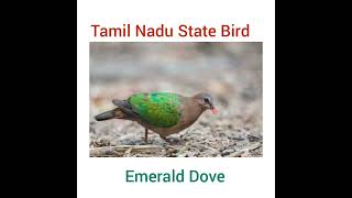 National Tree Bird Animal Flower Watch HD Mp4 Videos Download Free National Tree Bird Animal Flower Watch HD Mp4 Videos Download Free