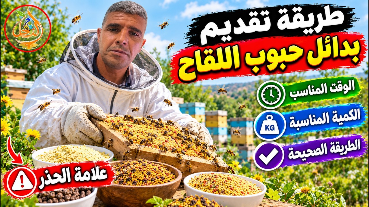🐝 لا تقدم بدائل حبوب اللقاح قبل مشاهدة هذا الفيديو! الطريقة الصحيحة والكمية 