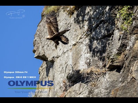 Águia Real   Utilizando a Olympus para fotografar Wildlife #olympus #olympusportugal