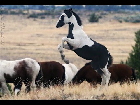 Wild Horses ...  Mustangs of Oregon
