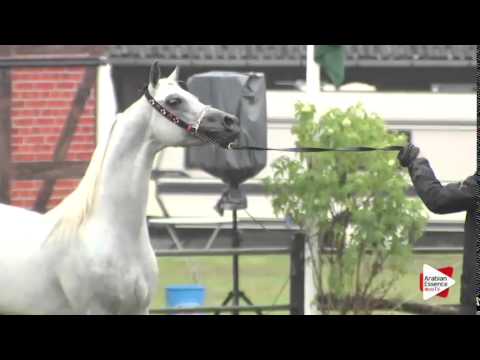 Senior Stallions Championship