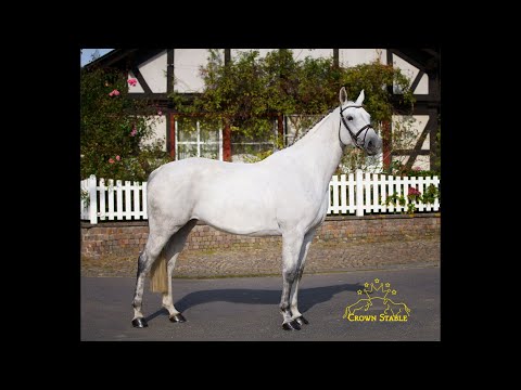 Camax L x Gambler's Cup xx