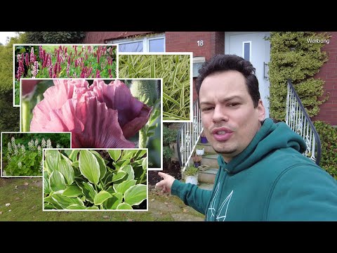 Pflanzen online bestellen Vor/ Nachteile