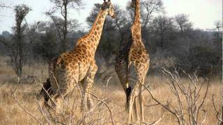 preview picture of video 'Kruger National Park, Sud Africa (2a Parte)'