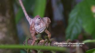 TEASER 2 - Dancing Chameleon