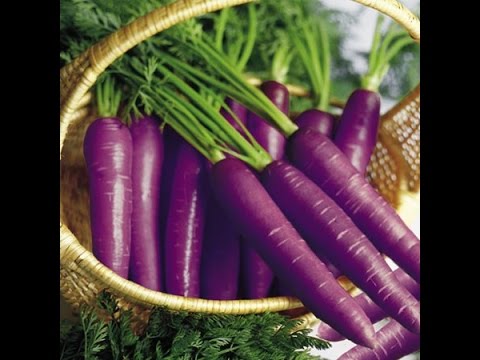 download lagu mp3 mp4 Purple Carrot Nutrition Facts, download lagu Purple Carrot Nutrition Facts gratis, unduh video klip Purple Carrot Nutrition Facts