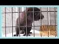 Mink Upgrade