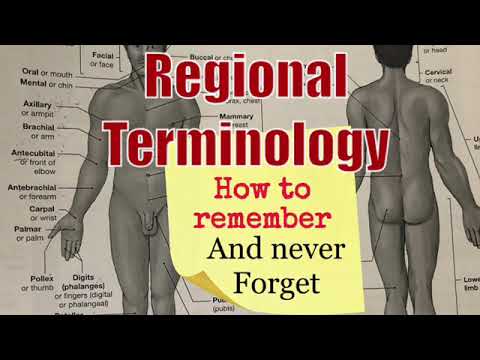 Anatomical Regional term| remember like a story